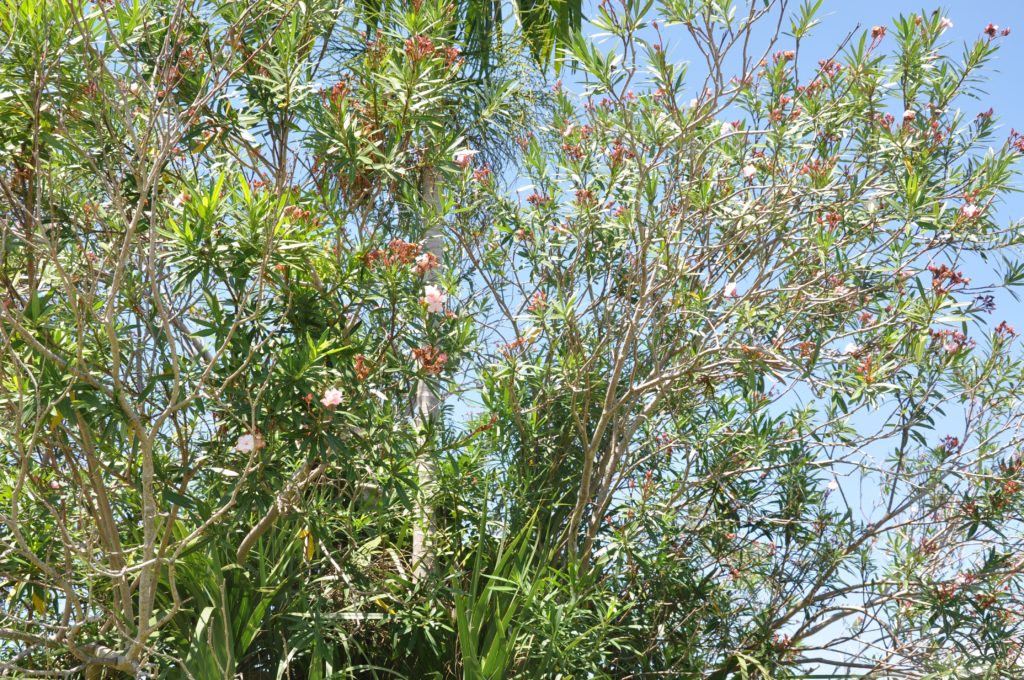 Nerium Oleander Oleander Plant Id